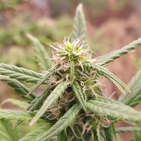 Gorila glue #4  growlog timeline photo