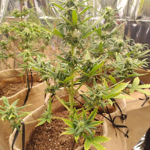 Gorila glue #4  growlog timeline photo
