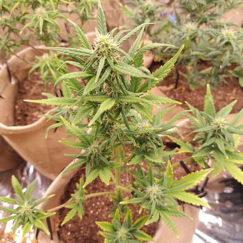 Gorila glue #4  growlog timeline photo