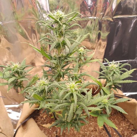 Gorila glue #4 growlog timeline photo