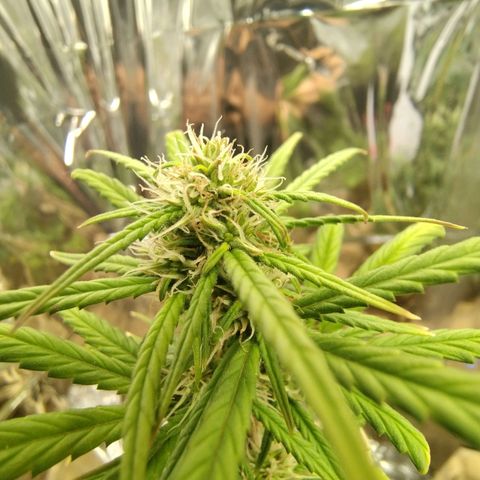 Gorilinha  growlog timeline photo