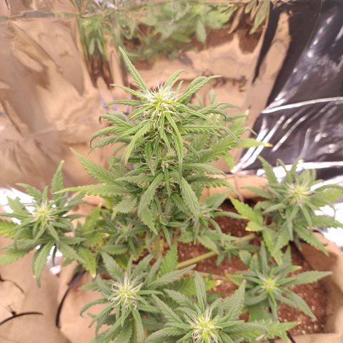 Gorila glue #4 growlog timeline photo