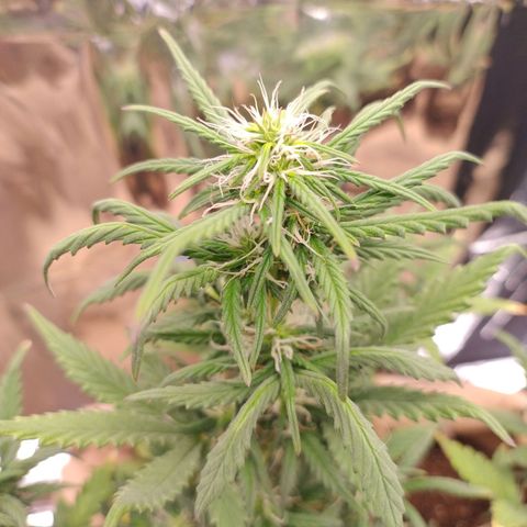 Gorila glue #4 growlog timeline photo