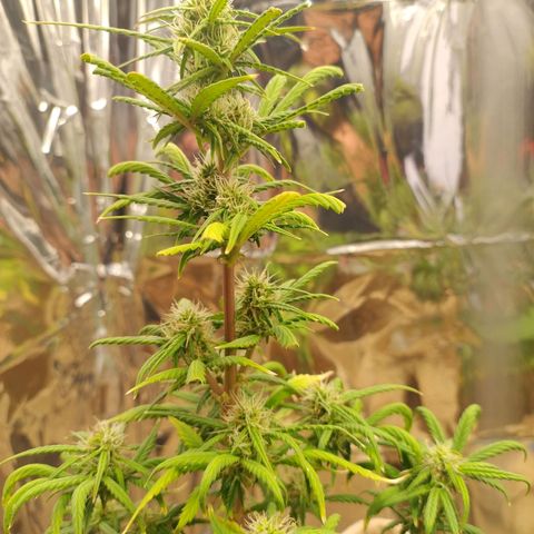 Gorilinha  growlog timeline photo