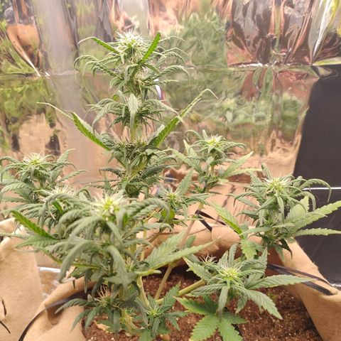 Gorila glue #4 growlog timeline photo