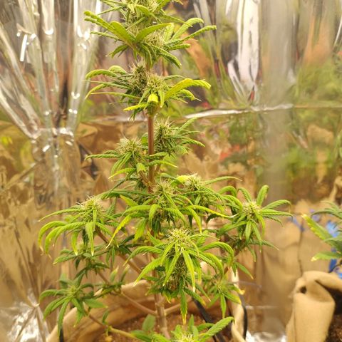 Gorilinha  growlog photo: Acredito em um extremo rendimento baixo, o mais baixo de todos