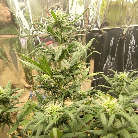Gorila glue #4 growlog timeline photo