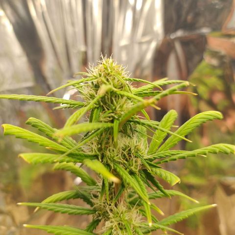 Gorilinha  growlog timeline photo