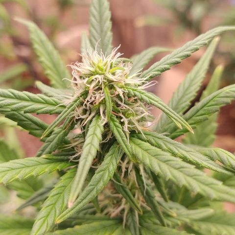 Gorila glue #4  growlog timeline photo