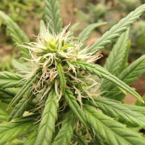 Gorila glue #4  growlog timeline photo