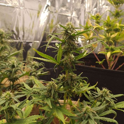 Gorila glue #4  growlog timeline photo