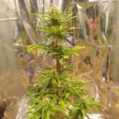 Gorilinha  growlog timeline photo