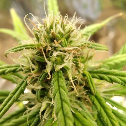 Gorilinha  growlog timeline photo