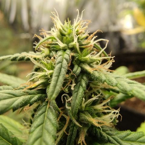 Gorila glue #4  growlog timeline photo