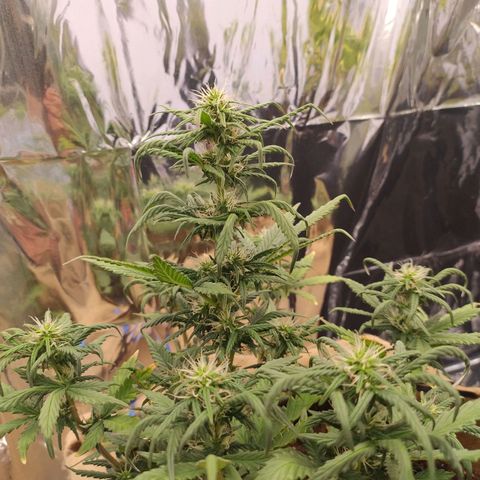 Gorila glue #4 growlog timeline photo