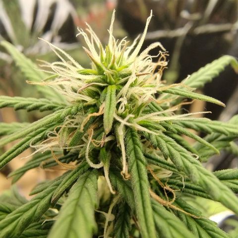 Gorila glue #4 growlog timeline photo