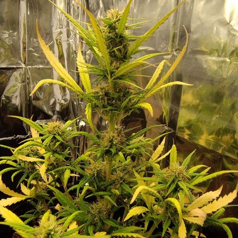 Gorila glue #4  growlog timeline photo