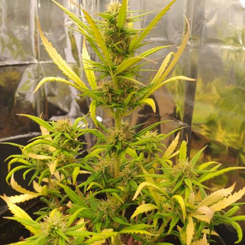 Gorila glue #4  growlog timeline photo