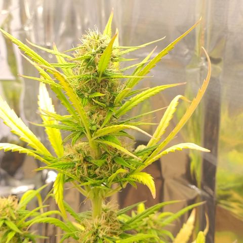Gorila glue #4  growlog timeline photo
