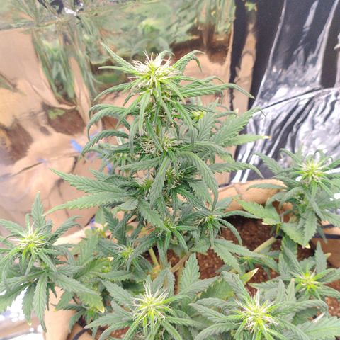 Gorila glue #4 growlog timeline photo