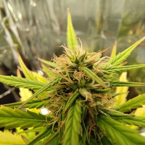 Gorila glue #4  growlog timeline photo