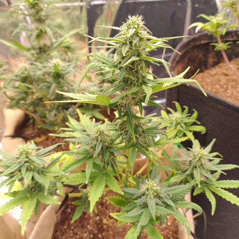 Gorila glue #4  growlog timeline photo