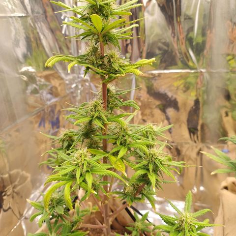 Gorilinha  growlog timeline photo