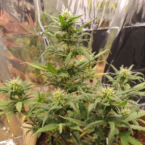 Gorila glue #4 growlog timeline photo