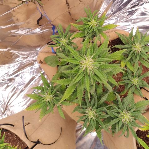 Gorila glue #4 growlog timeline photo