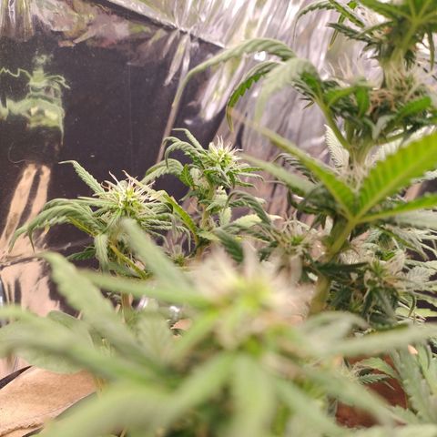 Gorila glue #4 growlog timeline photo