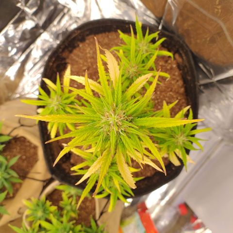 Gorila glue #4  growlog timeline photo