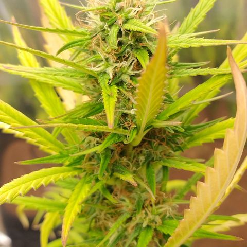 Gorila glue #4  growlog timeline photo