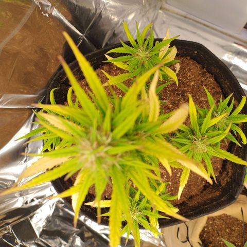 Gorila glue #4  growlog timeline photo