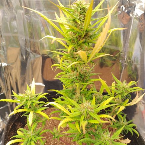 Gorila glue #4  growlog timeline photo