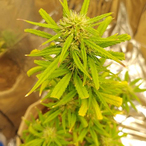 Gorilinha  growlog timeline photo