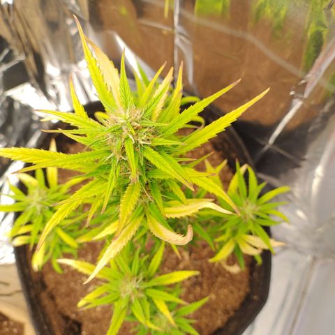 Gorila glue #4  growlog timeline photo