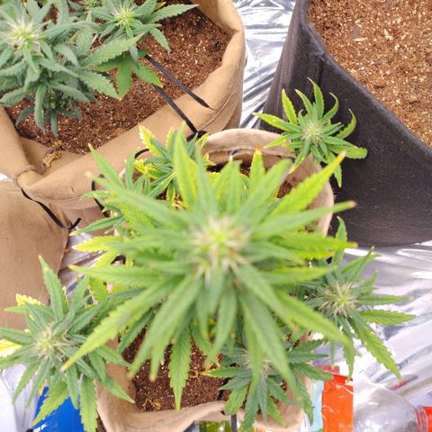 Gorila glue #4  growlog timeline photo