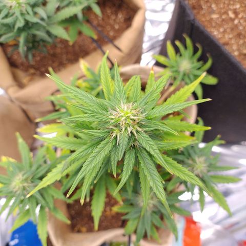 Gorila glue #4  growlog timeline photo
