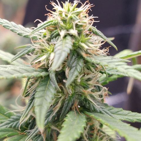 Gorila glue #4  growlog timeline photo