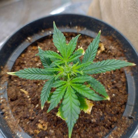 Gorilinha  growlog photo: Vamos ver como esse clone vai se transformar