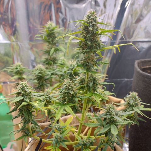 Gorila glue #4  growlog photo: Esta difícil controlar a temperatura do grow na parte de dia ,minha casa está ficando com 36°c então estou colocando algumas garrafas com água congelada durante o dia e intercalando com o ar condicionado, achei que elas estao resinando legal , gostaria que estivesse mais mas com esse inferno que está fazendo fica difícil 