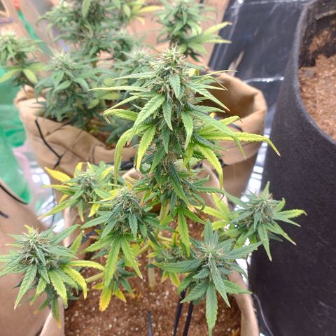 Gorila glue #4  growlog photo: Esta difícil controlar a temperatura do grow na parte de dia ,minha casa está ficando com 36°c então estou colocando algumas garrafas com água congelada durante o dia e intercalando com o ar condicionado, achei que elas estao resinando legal , gostaria que estivesse mais mas com esse inferno que está fazendo fica difícil 
