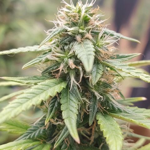 Gorila glue #4  growlog photo: Esta difícil controlar a temperatura do grow na parte de dia ,minha casa está ficando com 36°c então estou colocando algumas garrafas com água congelada durante o dia e intercalando com o ar condicionado, achei que elas estao resinando legal , gostaria que estivesse mais mas com esse inferno que está fazendo fica difícil 