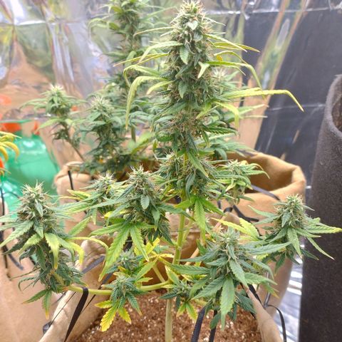 Gorila glue #4  growlog photo: Esta difícil controlar a temperatura do grow na parte de dia ,minha casa está ficando com 36°c então estou colocando algumas garrafas com água congelada durante o dia e intercalando com o ar condicionado, achei que elas estao resinando legal , gostaria que estivesse mais mas com esse inferno que está fazendo fica difícil 