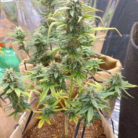 Gorila glue #4  growlog photo: Esta difícil controlar a temperatura do grow na parte de dia ,minha casa está ficando com 36°c então estou colocando algumas garrafas com água congelada durante o dia e intercalando com o ar condicionado, achei que elas estao resinando legal , gostaria que estivesse mais mas com esse inferno que está fazendo fica difícil 
