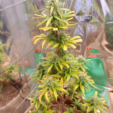 Gorilinha  growlog photo: É a mais magra e mais caquética, só  vai dar uns fuminho de leve minúsculo , melhor que nada, acredito que por conta do vaso ela ficou pequena