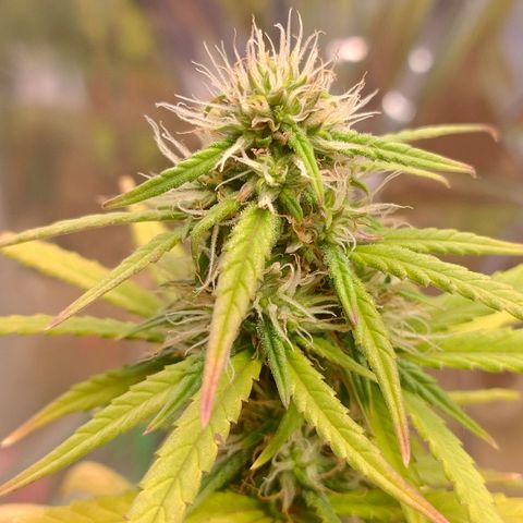 Gorilinha  growlog photo: É a mais magra e mais caquética, só  vai dar uns fuminho de leve minúsculo , melhor que nada, acredito que por conta do vaso ela ficou pequena