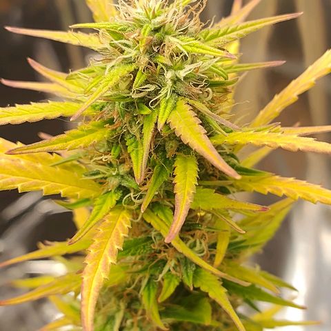 Gorila glue #4  growlog timeline photo