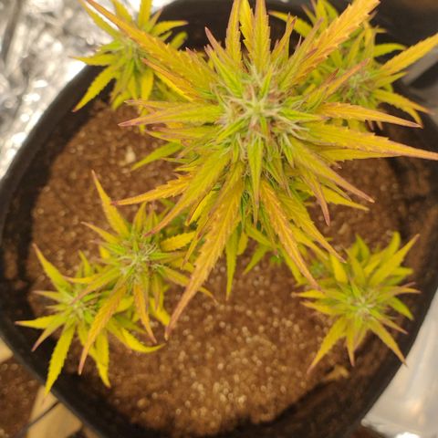 Gorila glue #4  growlog timeline photo