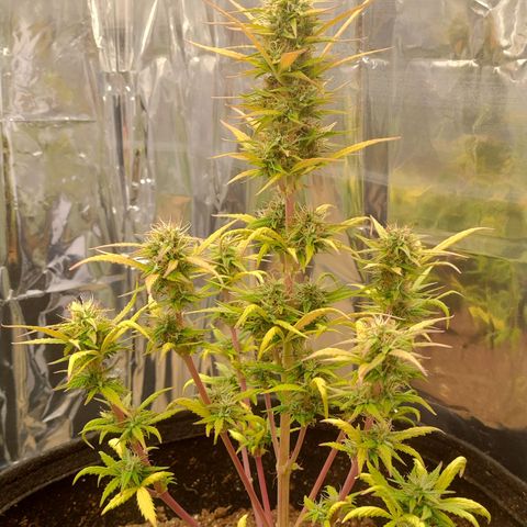 Gorila glue #4  growlog timeline photo